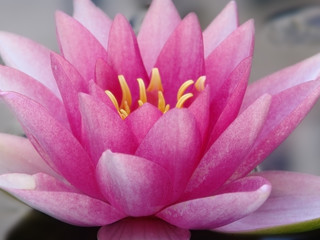 water, lily, lotus, flower, pond, beautiful, nature, pink, summer, beauty, blossom, white, bloom,...