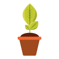 Plant in pot vector illustration