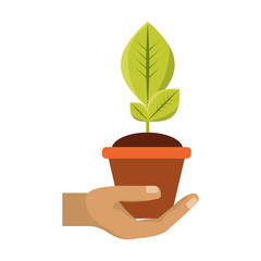Plant in pot vector illustration