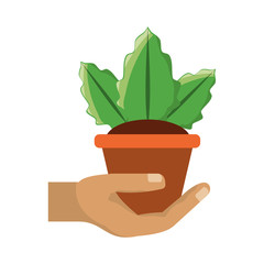 Plant in pot vector illustration