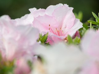 Obraz premium Azalea