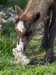 Fototapeta premium calf of a reindeer,Norway 