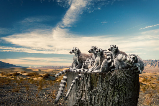 Lemurs on trunk over desert