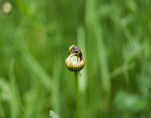 petite abeille qui fait sa récolte