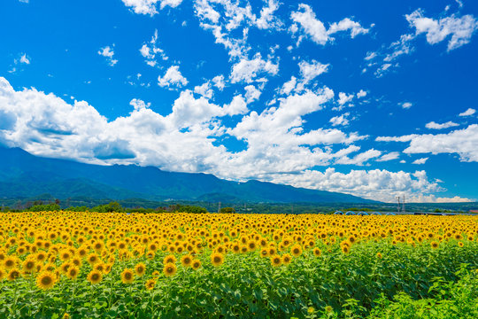 Akeno Sunflower Field under Summer Sky &ndash; Radiant Rural Landscape (2017)