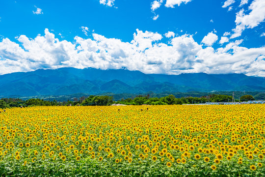 Akeno Sunflower Field under Summer Sky &ndash; Radiant Rural Landscape (2017)