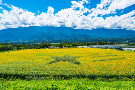 Akeno Sunflower Field under Summer Sky &ndash; Radiant Rural Landscape (2017)