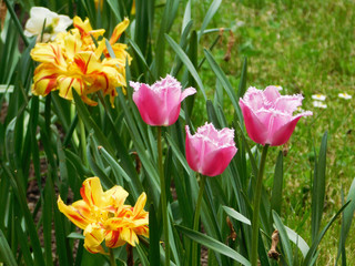 Pink and yellow tulips on flowerbed
