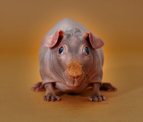 Skinny guinean pig