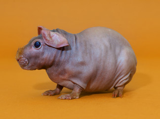 Skinny guinean pig