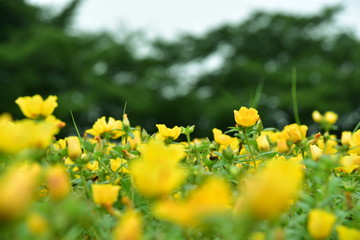 満開の黄色のポーチュラカ