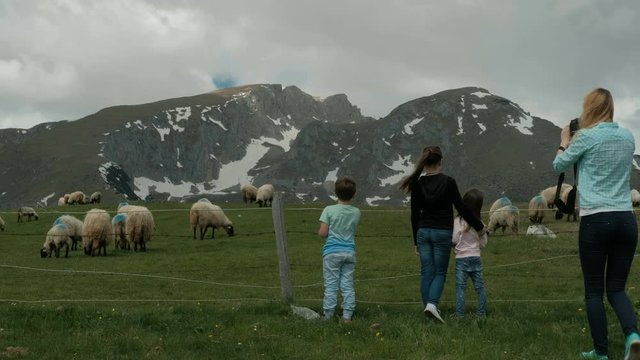 Female photographer photographs sheeps on cattle-breeding farm in summer.