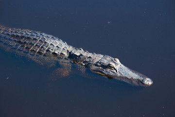 Alligator in Florida