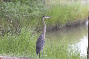Great Blue Heron
