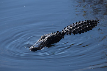 Alligator in Florida
