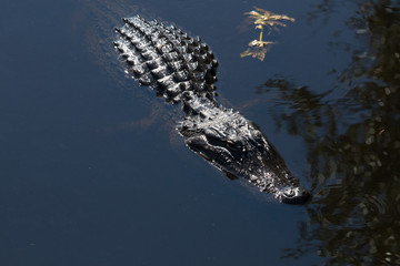 Alligator in Florida
