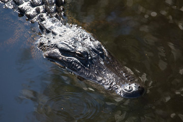 Alligator in Florida