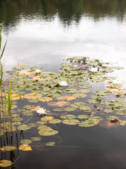 stunning fresh white water lilies (Nymphaea alba , Bobbins) on a lake outside in summer on water surface many with leaves