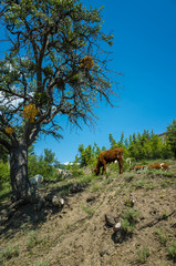 Bull and goats graze on a hill near a tree, Zelenogorye