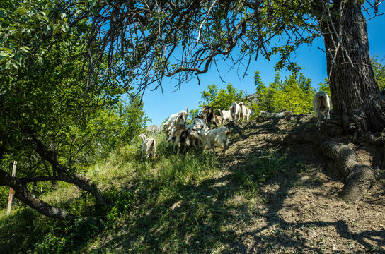 Herd of goats in the mountains, Zelenogorye