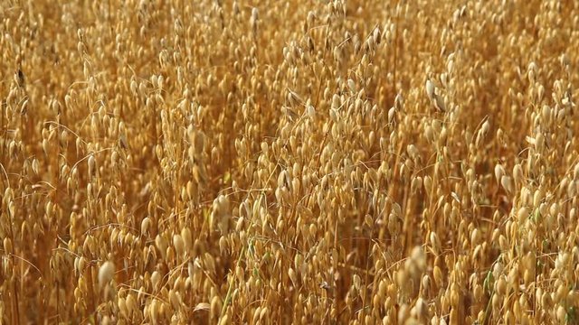  Oats field. The wind shakes the ripe ears of oats in the field. Crops are ripe and ready for harvest.