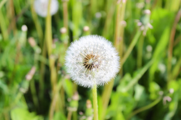 White umbrellas of a dandelion