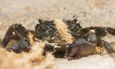 Shy small crab is hiding.