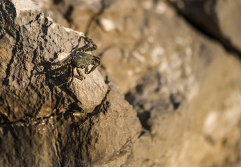 Small crab walking on a rock