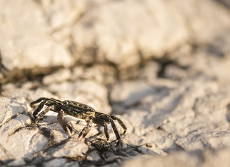 Small crab walking on a rock