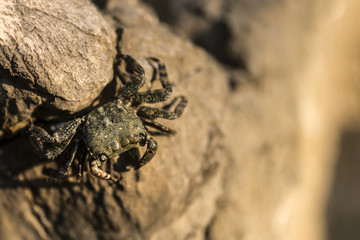 Small crab walking on a rock