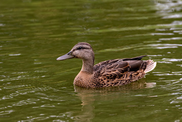 Lone Female Mallard Duck Swimming in Pond