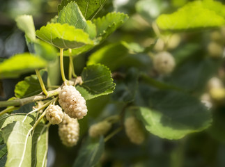 White mulberry fruit ready for picking
