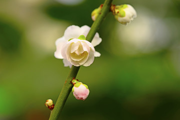 Blooming white flowers