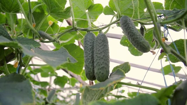 Ripe cucumbers in the greenhouse