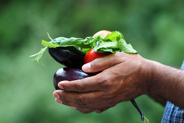 Freshly harvested vegetables of Brinjal or Eggplant, tomatoes,and herbs like mint, basil, rosemary