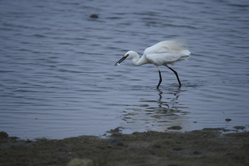 egrets