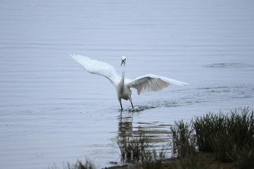 egrets