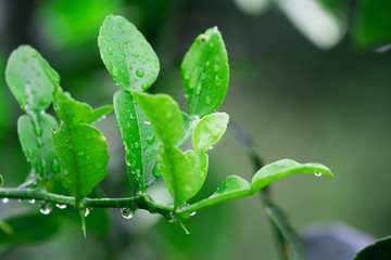 Water drops on green leaves, natural, refreshing, rainy season in Thailand.