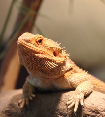 breaded dragon