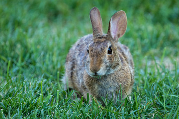 Bunny in the Grass