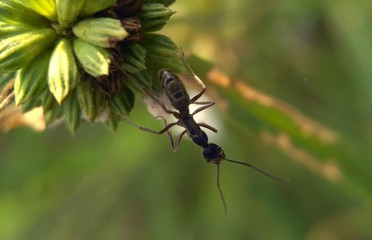 Photography macro ants over flowers