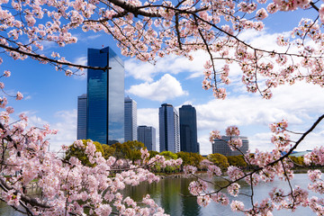 大阪ビジネスパークの桜