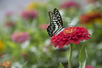 Butterfly on flower