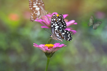 Butterfly on flower