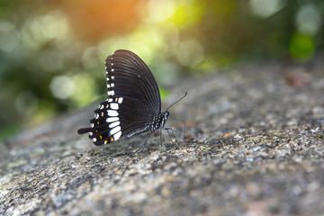Close up butterfly eating salt lick
