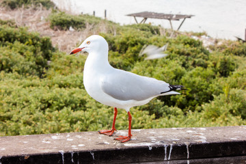 Closeup Shot of Seagull in Penguin Island in Perth, Western Australia
