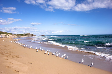 Fototapeta na wymiar Group of Seagulls near beach in Penguin Island in Perth,Western Australia