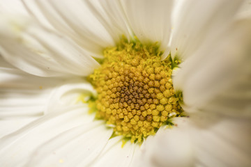 Daisy  Close Up