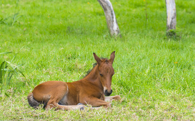 Obraz premium baby horse lying