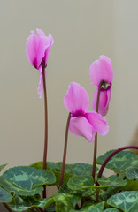 Cyclamen 